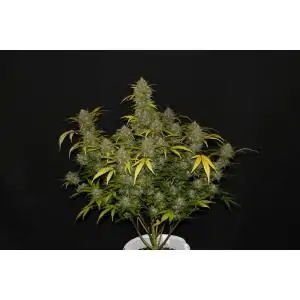 Gelato Auto FAST BUDS