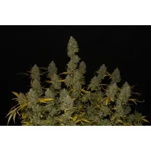 Gelato Auto FAST BUDS