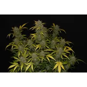 Gelato Auto FAST BUDS