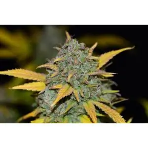 Gelato Auto FAST BUDS