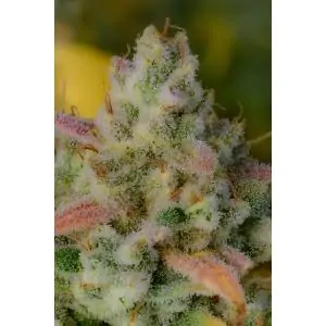 Gelato Auto FAST BUDS