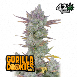 Auto Gorilla Cookies
