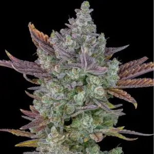 Auto Gorilla Cookies