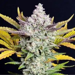 Auto Gorilla Cookies