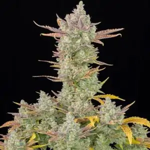 Auto Gorilla Cookies