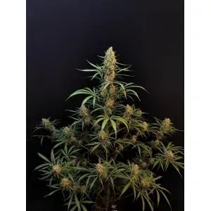 Auto Jack Herer