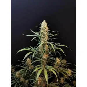 Auto Jack Herer