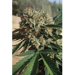 SAPPHIRE OG HUMBOLDT