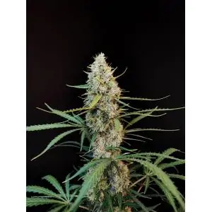 Auto Jack Herer