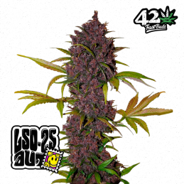 Auto LSD-25
