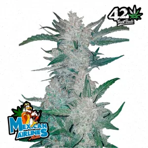 Auto Mexican Airlines