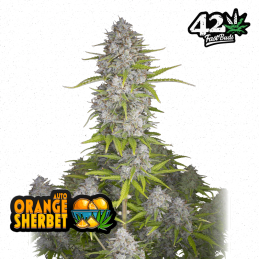 Auto Orange Sherbet