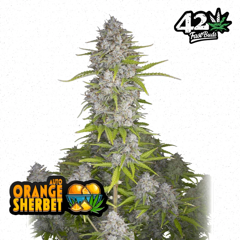 Auto Orange Sherbet