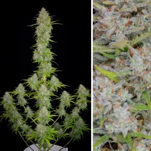 Auto Orange Sherbet