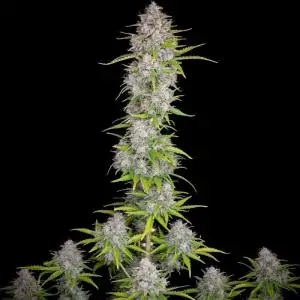 Auto Orange Sherbet