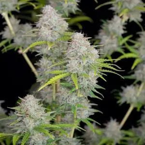 Auto Orange Sherbet