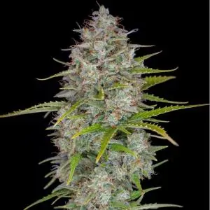 Auto Orange Sherbet