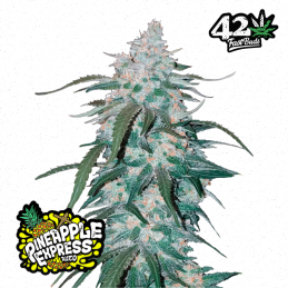 Auto Pineapple Express