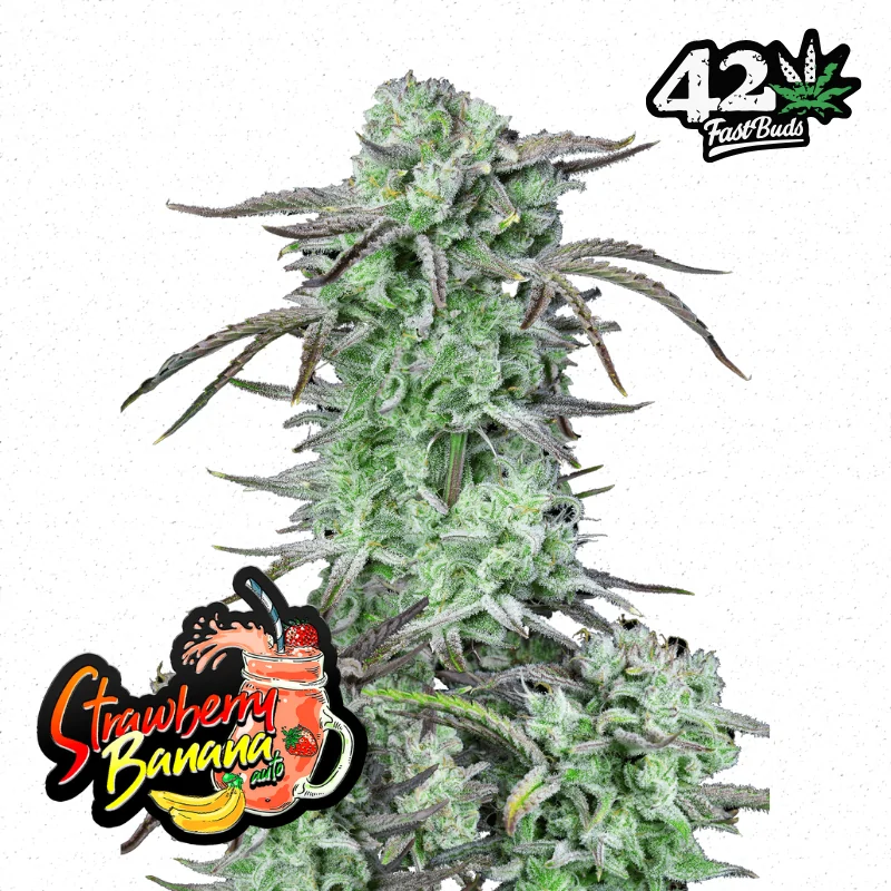 Auto Strawberry Banana