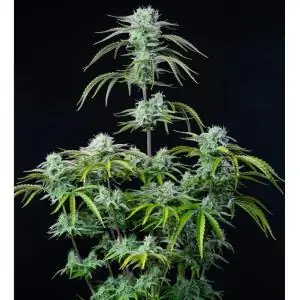 Auto Strawberry Banana