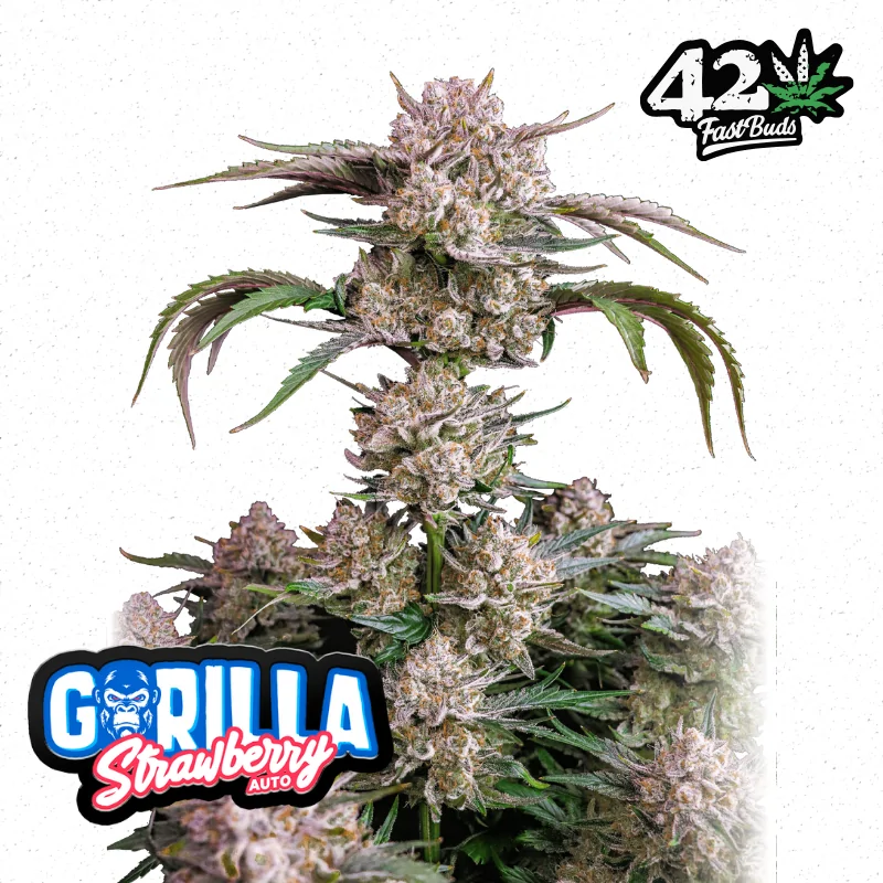 Auto Strawberry Gorilla