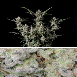 Auto Strawberry Gorilla