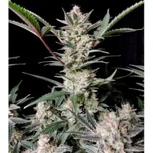 Auto Strawberry Gorilla