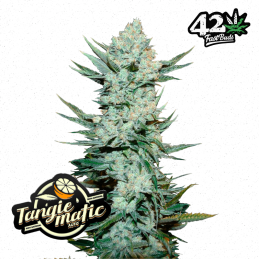 Auto Tangie Matic