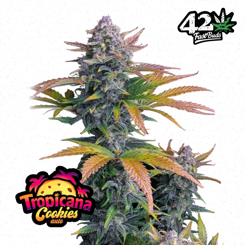 Auto Tropicana Cookies