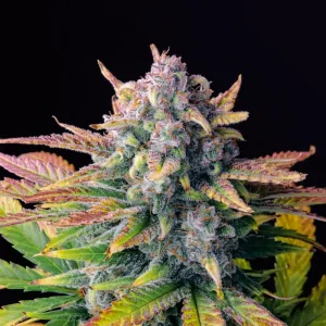 Auto Tropicana Cookies