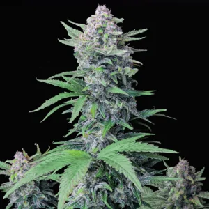 Auto Tropicana Cookies