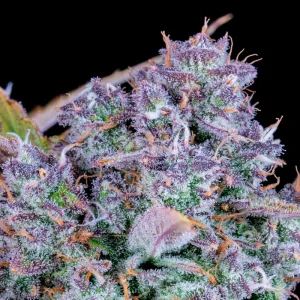 Auto Tropicana Cookies