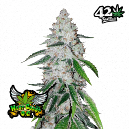 Auto West Coast O.G.