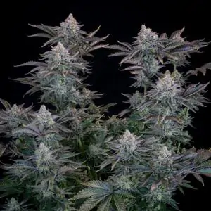 Gorilla Cookies Fast buds