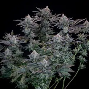 Gorilla Cookies Fast buds