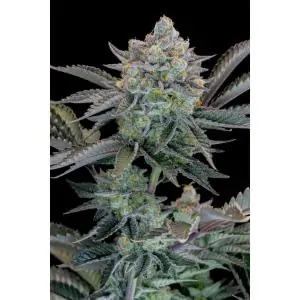 Gorilla Cookies Fast buds