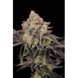 Gorilla Cookies Fast buds