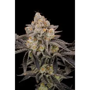 Gorilla Cookies Fast buds