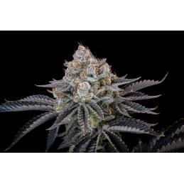 Gorilla Cookies Fast buds
