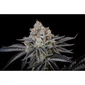 Gorilla Cookies Fast buds