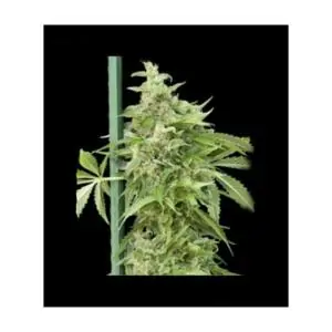 Auto Haze Gom GRASS O MATIC