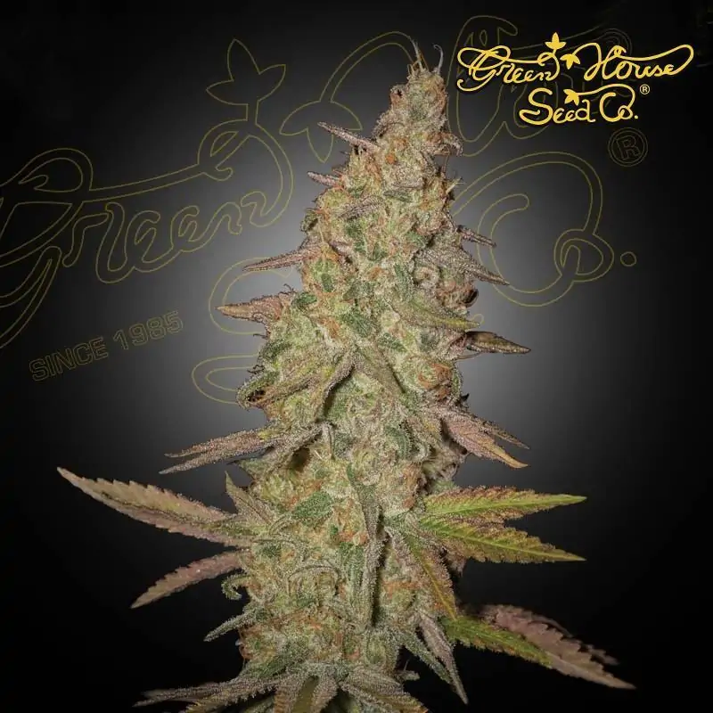 Arjan's Ultra Haze 1