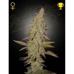 Arjan's Ultra Haze 1