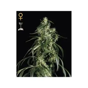 Arjan's Ultra Haze 1