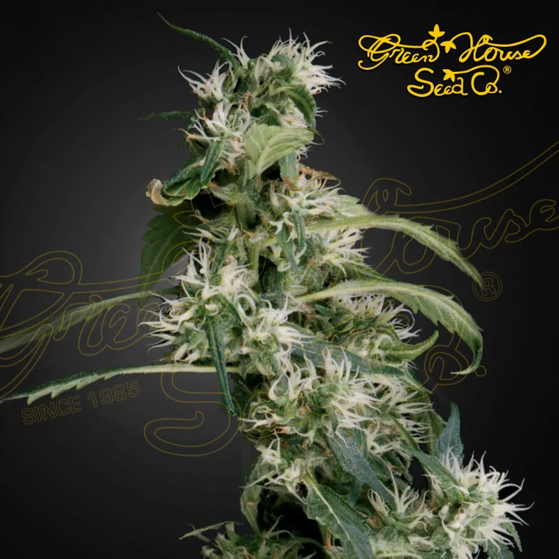 Arjan Ultra Haze No-2 (Mango Haze)