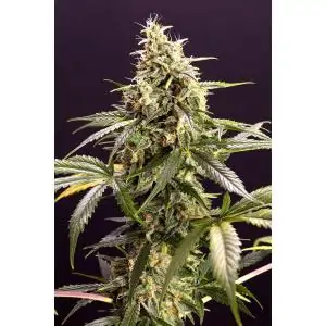 Auto Chem Bomb