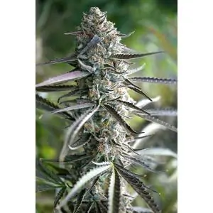 Auto Pineapple Chem