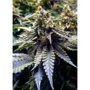 CHOCOLATE MINT OG HUMBOLDT