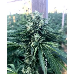 Cinnamon Buddha OG