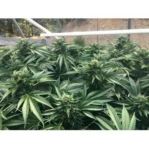 Cinnamon Buddha OG